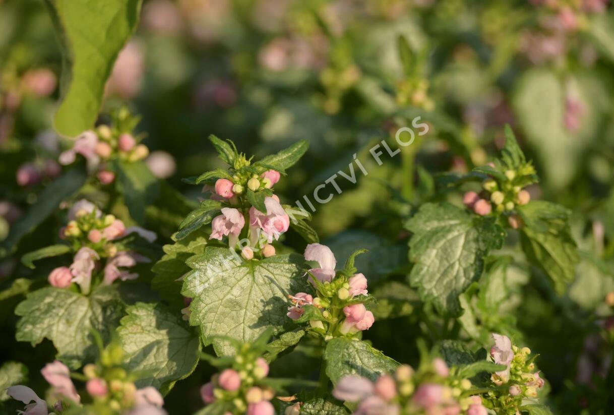 Hluchavka skvrnitá 'Pink Pewter' - Lamium maculatum 'Pink Pewter'