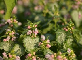 Hluchavka skvrnitá 'Pink Pewter' - Lamium maculatum 'Pink Pewter'