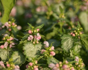 Hluchavka skvrnitá 'Pink Pewter'
