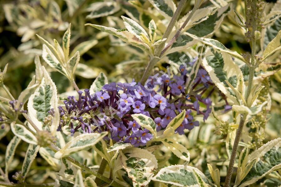 Motýlí keř, Komule Davidova 'Butterfly Gold' - Buddleja davidii 'Butterfly Gold'