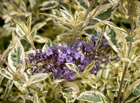 Motýlí keř, Komule Davidova 'Butterfly Gold' - Buddleja davidii 'Butterfly Gold'