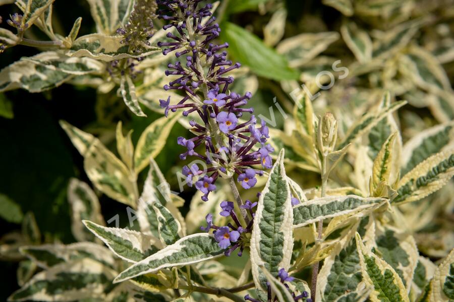 Motýlí keř, Komule Davidova 'Butterfly Gold' - Buddleja davidii 'Butterfly Gold'