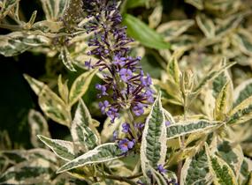 Motýlí keř, Komule Davidova 'Butterfly Gold' - Buddleja davidii 'Butterfly Gold'