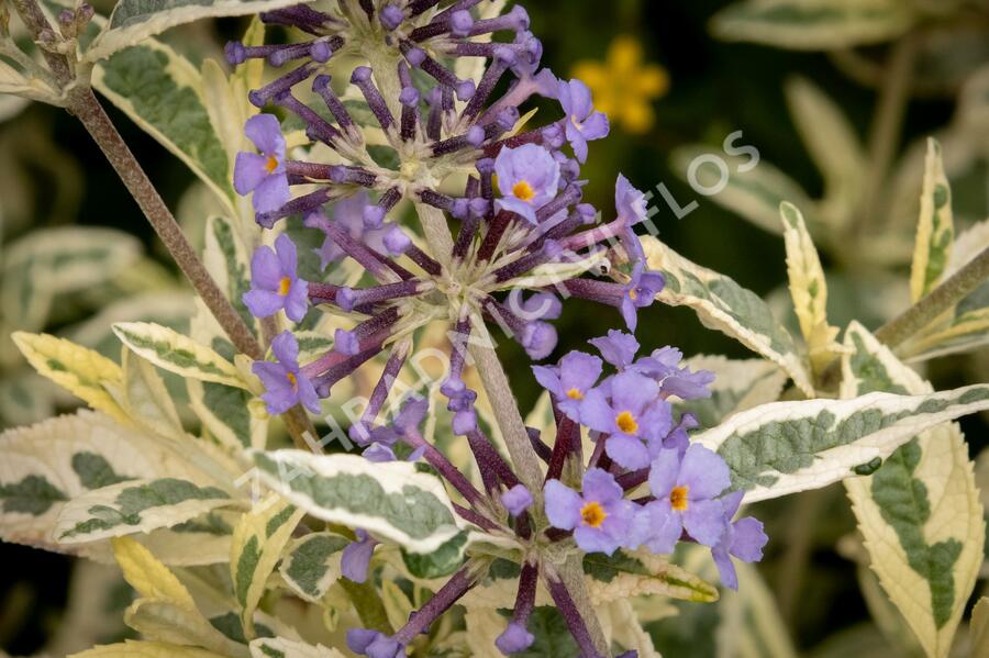 Motýlí keř, Komule Davidova 'Butterfly Gold' - Buddleja davidii 'Butterfly Gold'