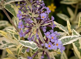 Motýlí keř, Komule Davidova 'Butterfly Gold' - Buddleja davidii 'Butterfly Gold'