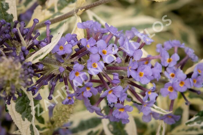 Motýlí keř, Komule Davidova 'Butterfly Gold' - Buddleja davidii 'Butterfly Gold'