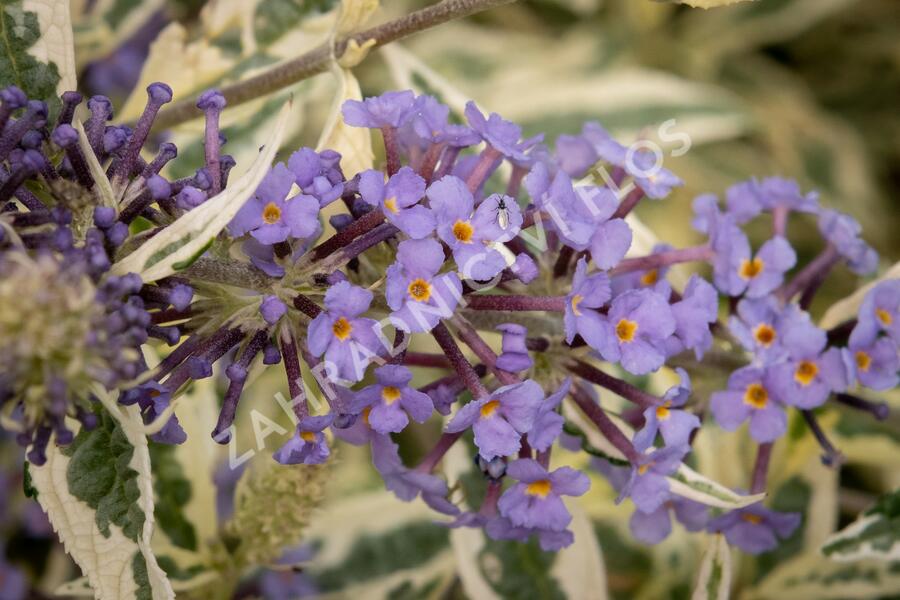 Motýlí keř, Komule Davidova 'Butterfly Gold' - Buddleja davidii 'Butterfly Gold'