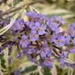 Motýlí keř, Komule Davidova 'Butterfly Gold' - Buddleja davidii 'Butterfly Gold'