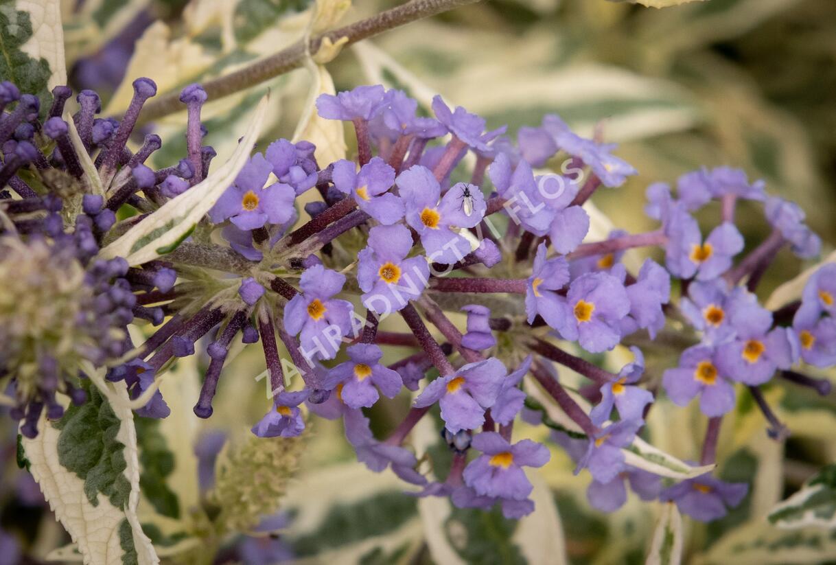Motýlí keř, Komule Davidova 'Butterfly Gold' - Buddleja davidii 'Butterfly Gold'