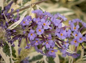 Motýlí keř, Komule Davidova 'Butterfly Gold' - Buddleja davidii 'Butterfly Gold'