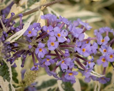 Motýlí keř, Komule Davidova 'Butterfly Gold'