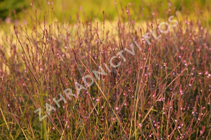 Verbena, sporýš lékařský 'Bampton' - Verbena officinalis 'Bampton'