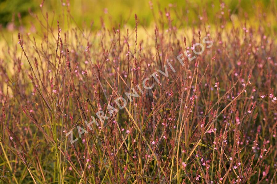 Verbena, sporýš lékařský 'Bampton' - Verbena officinalis 'Bampton'
