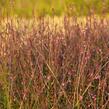 Verbena, sporýš lékařský 'Bampton' - Verbena officinalis 'Bampton'