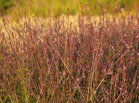 Sporýš lékařský 'Bampton' - Verbena officinalis 'Bampton'