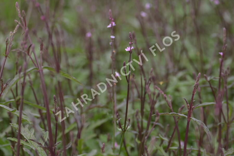 Verbena, sporýš lékařský 'Bampton' - Verbena officinalis 'Bampton'