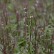 Verbena, sporýš lékařský 'Bampton' - Verbena officinalis 'Bampton'