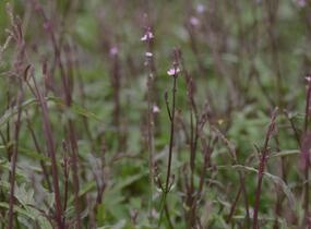 Sporýš lékařský 'Bampton' - Verbena officinalis 'Bampton'