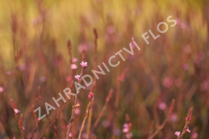 Verbena, sporýš lékařský 'Bampton' - Verbena officinalis 'Bampton'