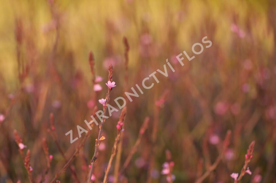 Verbena, sporýš lékařský 'Bampton' - Verbena officinalis 'Bampton'
