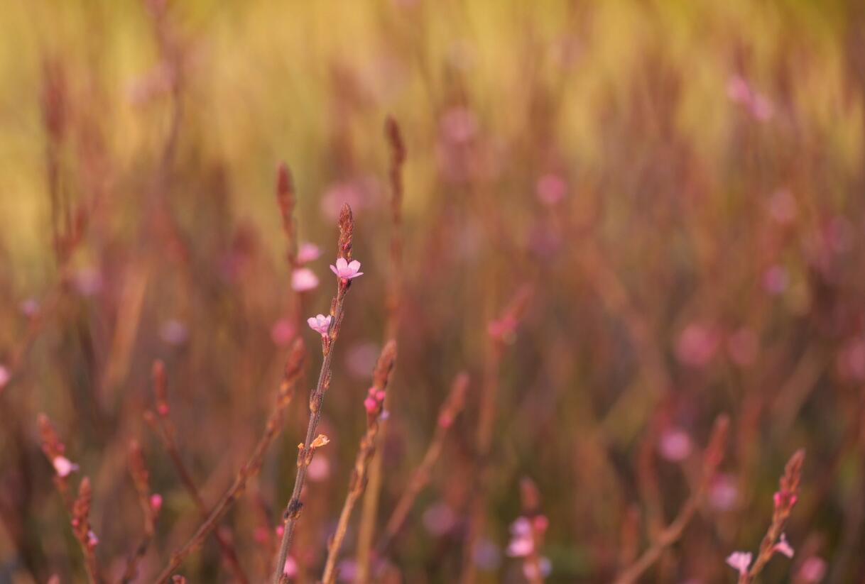 Sporýš lékařský 'Bampton' - Verbena officinalis 'Bampton'