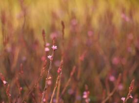 Sporýš lékařský 'Bampton' - Verbena officinalis 'Bampton'