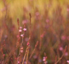 Verbena, sporýš lékařský 'Bampton' - Verbena officinalis 'Bampton'