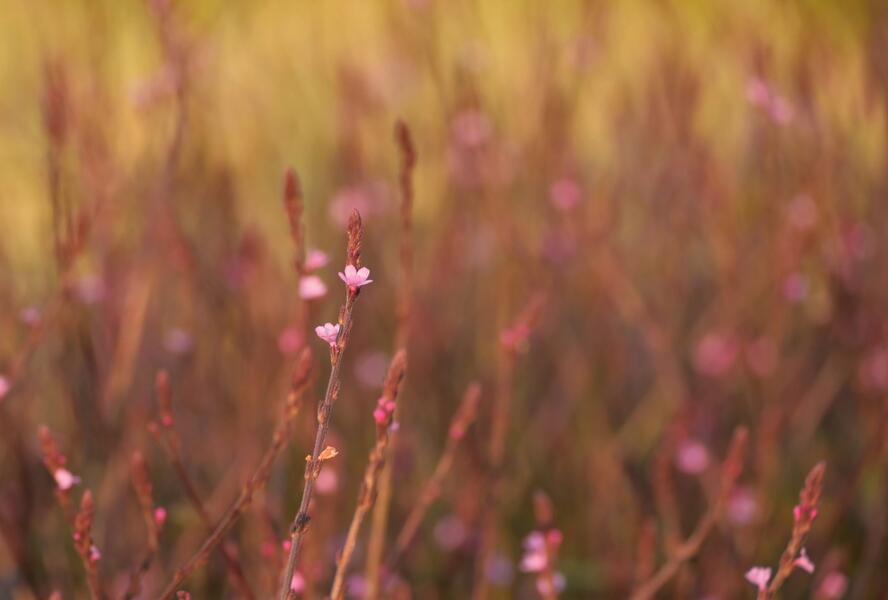 Sporýš lékařský 'Bampton' - Verbena officinalis 'Bampton'