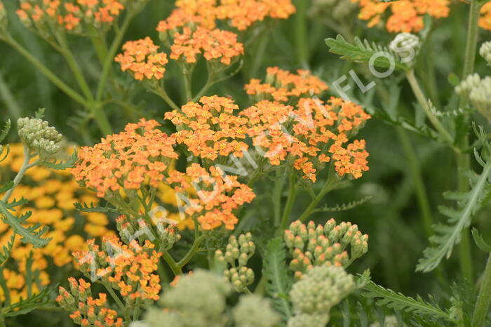 Řebříček obecný 'Terracotta' - Achillea millefolium 'Terracotta'