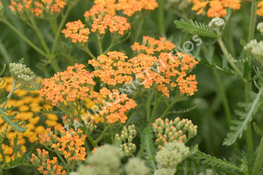 Řebříček obecný 'Terracotta' - Achillea millefolium 'Terracotta'