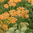 Řebříček obecný 'Terracotta' - Achillea millefolium 'Terracotta'