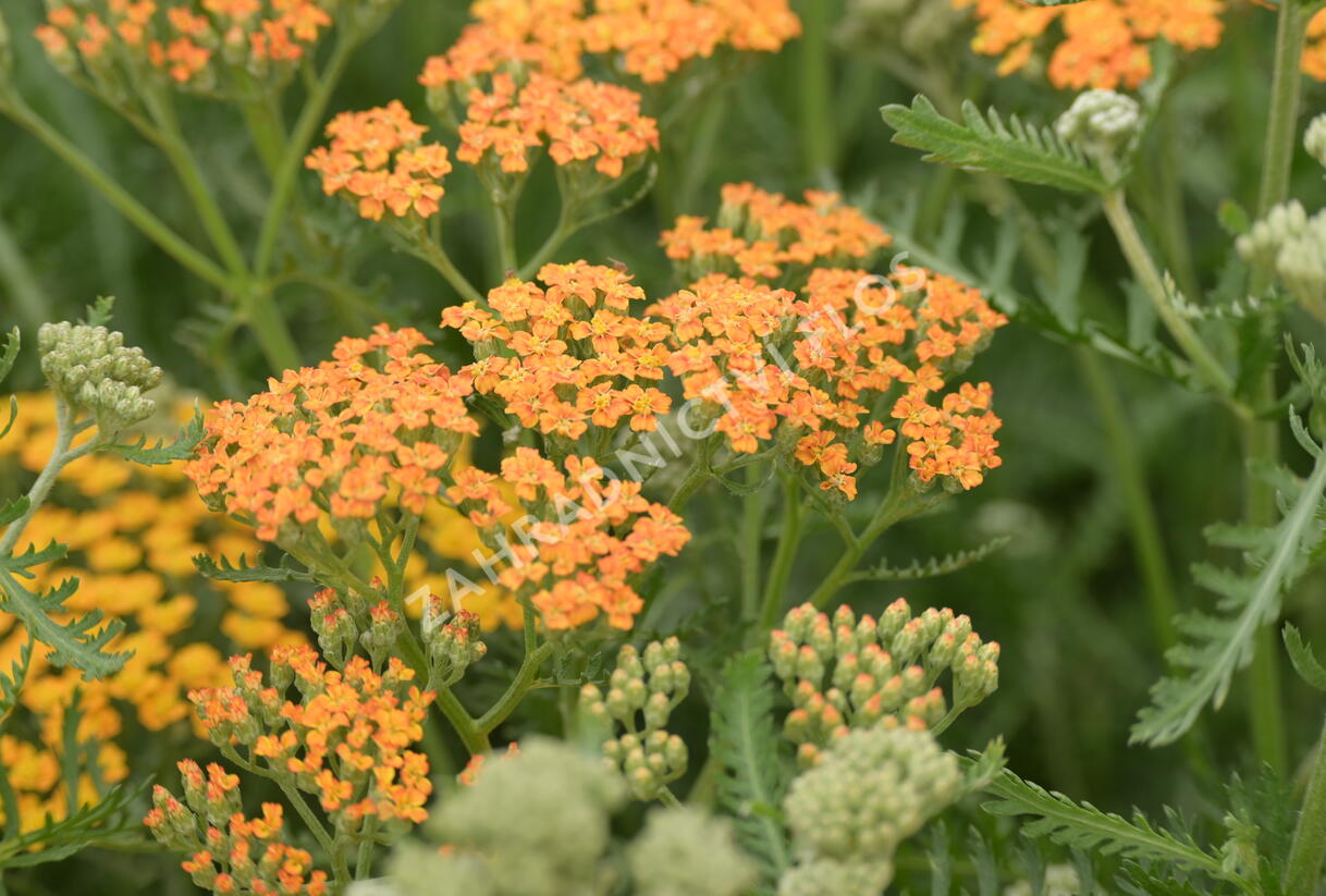 Řebříček obecný 'Terracotta' - Achillea millefolium 'Terracotta'