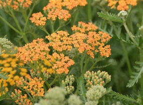 Řebříček obecný 'Terracotta' - Achillea millefolium 'Terracotta'