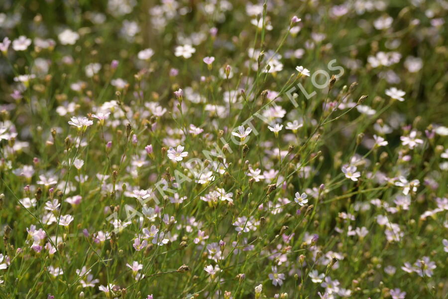 Hvozdíček lomikamenovitý - Petrorhagia saxifraga