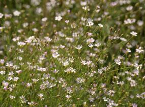 Hvozdíček lomikamenovitý - Petrorhagia saxifraga