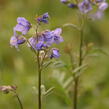 Jirnice jezoská 'Bressingham Purple' - Polemonium yezoense 'Bressingham Purple'