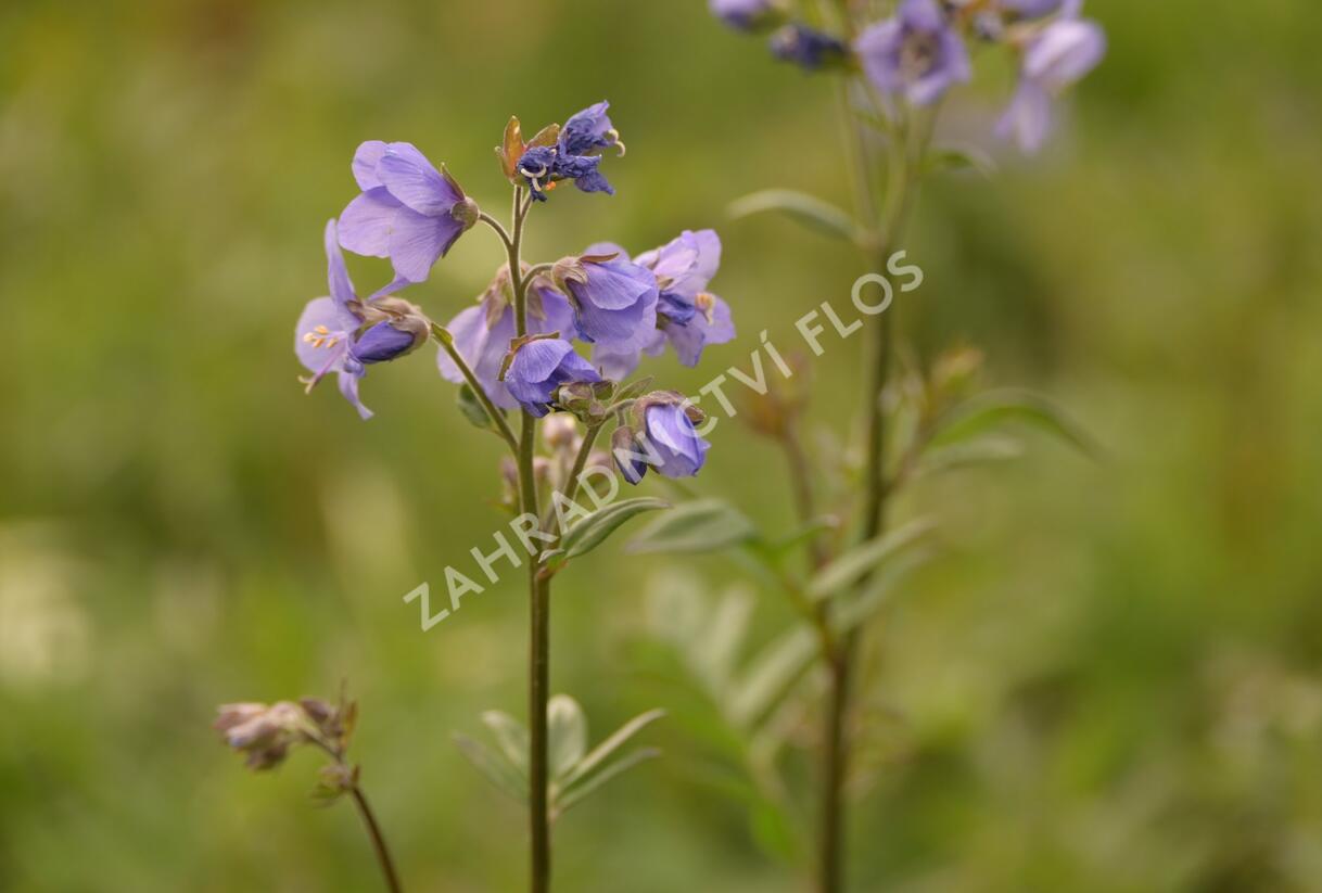 Jirnice jezoská 'Bressingham Purple' - Polemonium yezoense 'Bressingham Purple'