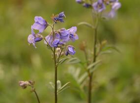Jirnice jezoská 'Bressingham Purple' - Polemonium yezoense 'Bressingham Purple'