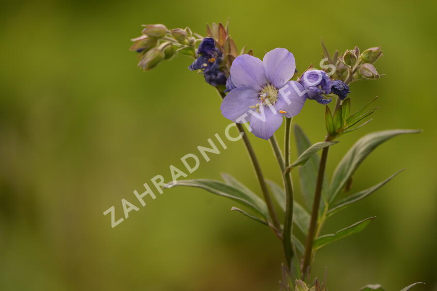 Jirnice jezoská 'Bressingham Purple' - Polemonium yezoense 'Bressingham Purple'