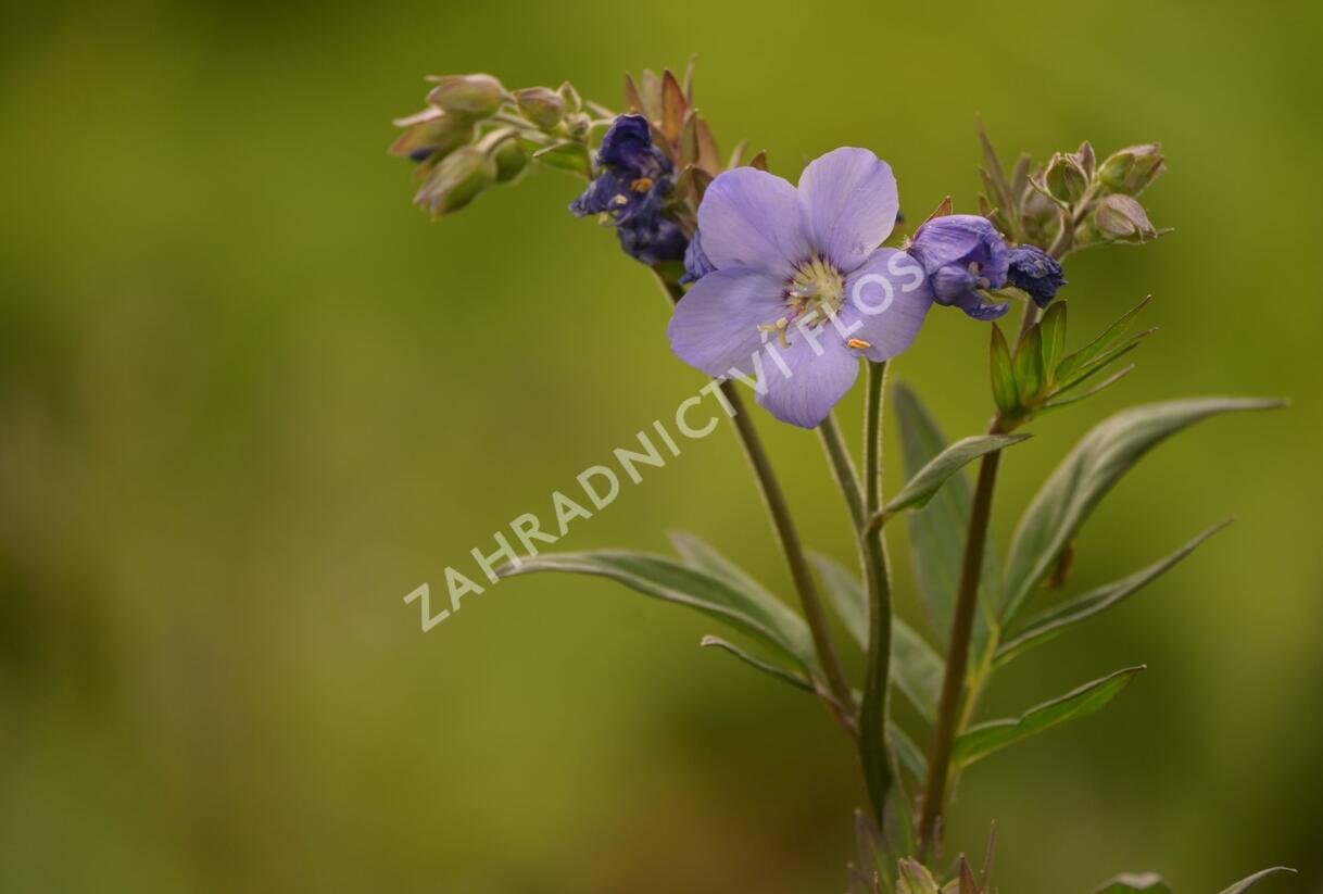 Jirnice jezoská 'Bressingham Purple' - Polemonium yezoense 'Bressingham Purple'