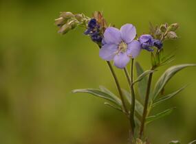 Jirnice jezoská 'Bressingham Purple' - Polemonium yezoense 'Bressingham Purple'