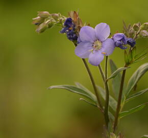 Jirnice jezoská 'Bressingham Purple' - Polemonium yezoense 'Bressingham Purple'