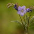 jirnice-jezoska-bressingham-purple.jpg