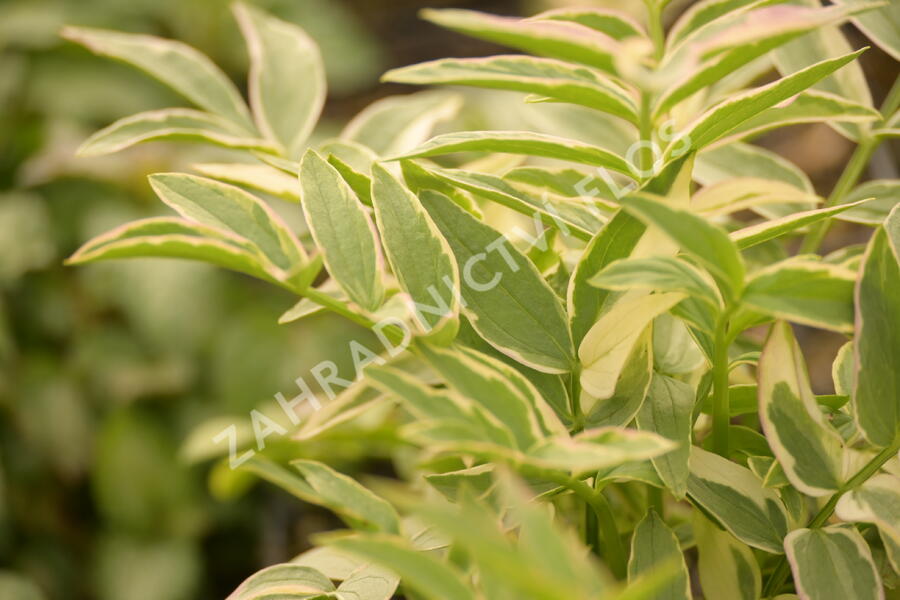 Jirnice 'Stairway to Heaven' - Polemonium reptans 'Stairway to Heaven'