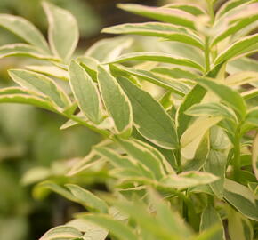 Jirnice 'Stairway to Heaven' - Polemonium reptans 'Stairway to Heaven'