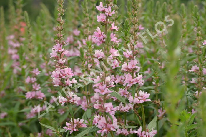 Kyprej vrbice 'Blush' - Lythrum salicaria 'Blush'