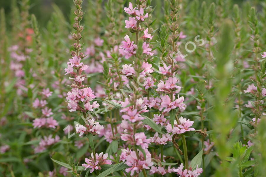 Kyprej vrbice 'Blush' - Lythrum salicaria 'Blush'