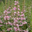 Kyprej vrbice 'Blush' - Lythrum salicaria 'Blush'
