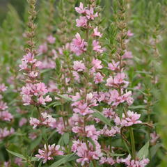 Kyprej vrbice 'Blush' - Lythrum salicaria 'Blush'