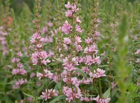 Kyprej vrbice 'Blush' - Lythrum salicaria 'Blush'